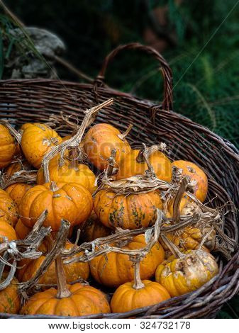 Several Small To Medium Sized Orange Pumpkins Are Display At A Farmers Market Produce Stand At Fall 