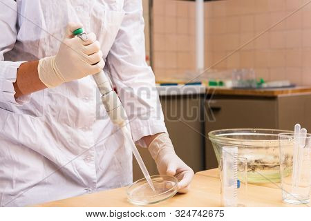 Closeup Of The Hand Of Female Scientist Who Is Using Micropipette While Working With Petri Dish. Han