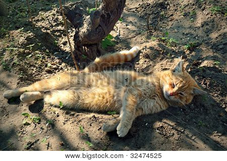 Doven kat