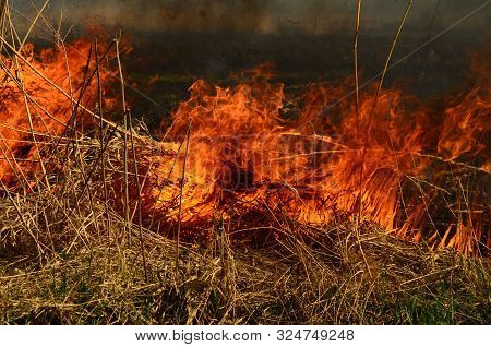 Coastal Zone Of Marsh Creek, Strong Smoke From Fire Of Liana Overgrowth. Spring Fires Of Dry Reeds D