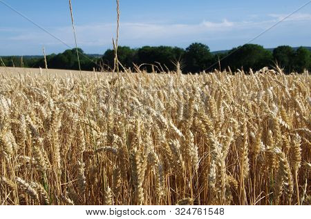 Wheatfiled Near Paris In France, In Europe