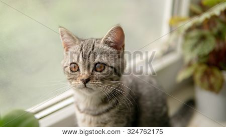 Lovable Scottish Fold Cat Window Plant Happy.
