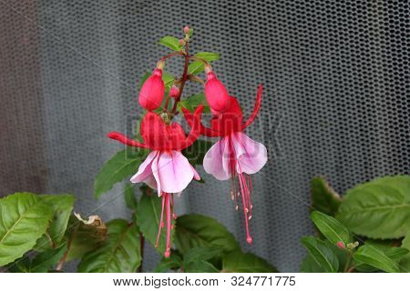 Fuchsia Decorative Flowering Plant Single Branch With Two Fully Open Blooming Pendulous Teardrop Sha