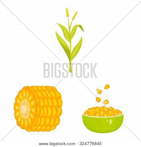 Vector Illustration Of Maize And Food Symbol. Set Of Maize And Crop Stock Vector Illustration.