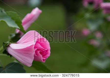 Delicate Flower Of A Laather On A Blurry Background. Delicate Pink Color.