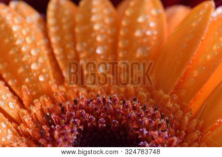 Macro Shot Of An Orange Gerbera Flower