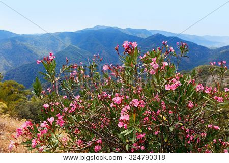 Troodos Mountains Located In The Western Part Of The Island Of Cyprus. Blooming Oleander Against The