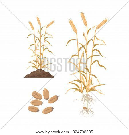 Wheat Mature Plant With Wheat Grains, Roots And Plant Growing From Soil - Set Of Vector Illustration