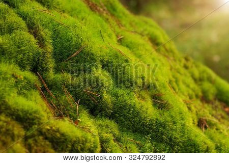 Green Fresh Moss And Orange Dry Pine Needles In Sun Light. Natural Background Of Forest Litter