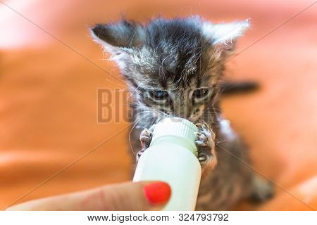 Little Gray Kitten Drinks Milk From A Bottle. Feeding Kittens Without A Nursing Cat. Kittens On Arti