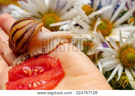 Home Snail Archachatina Marginata Var. Ovum Crawling On The Hand Of The Hostess. Red Tomato Is A Fav