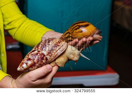 Front Giant African Snail Achatina Reticulata Light Head. Behind A Large Snail Achatina Tiger. Mollu