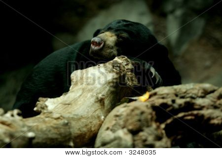 Sunbear dormir en roca