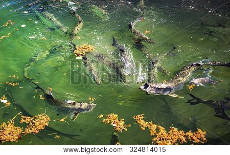 Tarpon Feeding In Shallow Waters At Key West