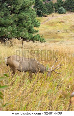 Buck With Head Down Eating In Colorado Hillside