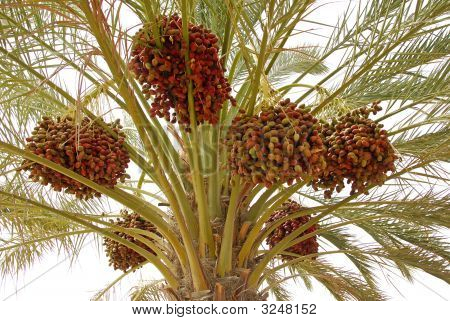 Termine palm