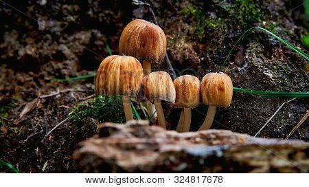 A Group Of Small Toadstool Mushrooms In A Forest Close-up. Poisonous Toadstool Mushrooms. Danger To 