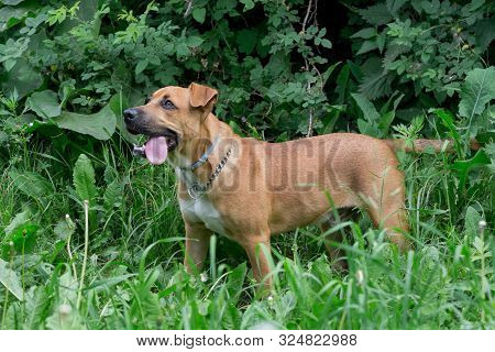 Cute American Pit Bull Terrier Puppy Is Standing On A Green Grass In The Park. Pet Animals.