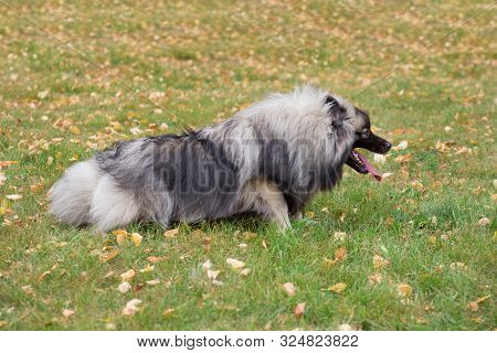 Cute Deutscher Wolfspitz Is Lying On The Green Grass In Autumn Park. Keeshond Or German Spitz. Pet A