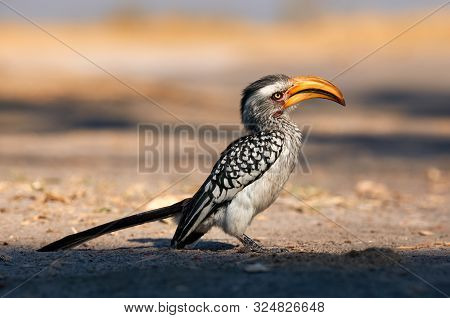 Beautifull Southern Yellow Billed Hornbill (tockus Leucomelas) Photographed In Botswana.