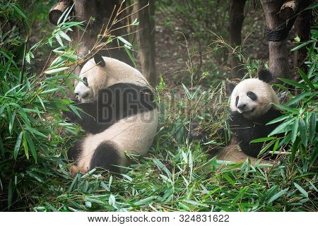 Two Giant Panda Eating Bamboo Leaves In National Park In China