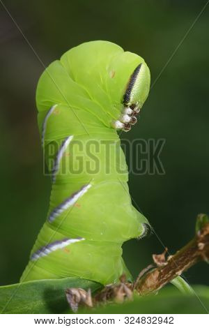 Privet Hawkmoth Caterpillar - Sphinx Ligustri 
Closeup In Defensive Pose