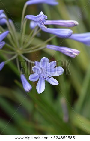 Blue African Lily Flower - Latin Name - Agapanthus Africanus