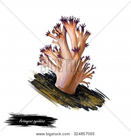 Artomyces Pyxidatus Crown Coral Mushroom Digital Art Illustration. Crown-tipped Vegetable, Mushroomi