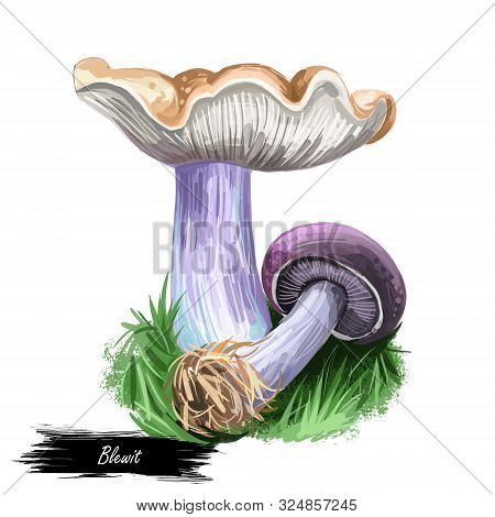 Blewit Blue-led Mushroom Digital Art Illustration, Vegetable From Genus Agarics. Closeup Of White Fu