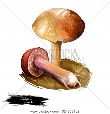 Chalciporus Piperatus Peppery Bolete, Small Pored Edible Mushroom Of Family Boletaceae Isolated. Dig