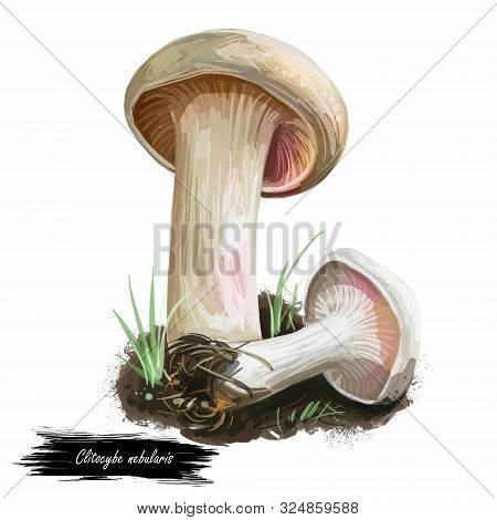 Clitocybe Nebularis Lepista Nebularis, Clouded Agaric Or Cloud Funnel, Abundant Gilled Fungus. Digit