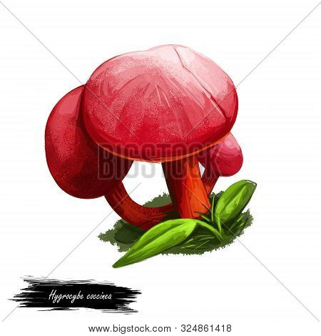Hygrocybe Coccinea Scarlet Hood, Waxcap Or Righteous Red Waxy Cap, Member Of Mushroom Genus Hygrocyb