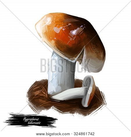 Hygrophorus Bakerensis Mt. Baker Waxy Cap, Brown Almond Or Tawny Species Of Fungus In Hygrophoraceae