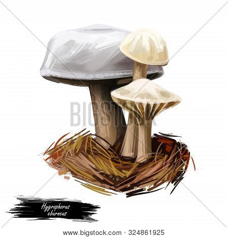 Hygrophorus Eburneus Ivory Waxy Cap Cowboy Handkerchief, Species Of Edible Mushroom In Waxgill Famil