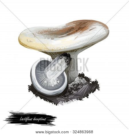 Lactifluus Or Lactarius Deceptivus, Deceiving Milkcap Mushroom Closeup Digital Art Illustration. Fun