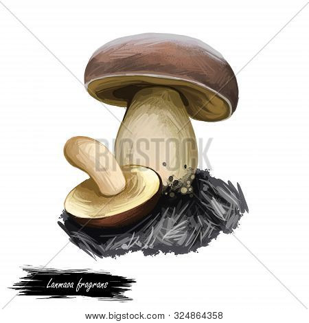 Lanmaoa Fragrans Mushroom Closeup Digital Art Illustration. Fungi Has White Body And Brownish Convex