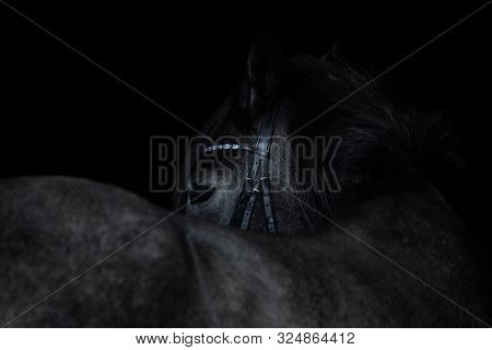 Portrait Of Elegant Gray Trakehner Horse With Bridle With Blue Rhinestones Isolated On Black Backgro