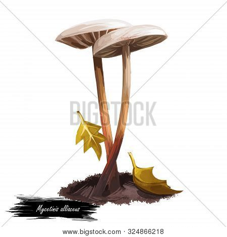 Mycetinis Alliaceus Digital Art Illustration. Mushroom Watercolor Print, Natural Organic Meal With F