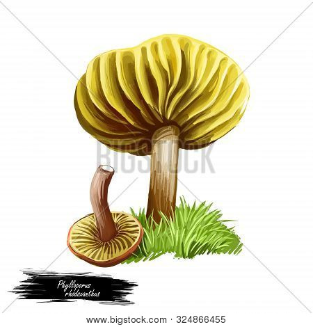 Phylloporus Rhodoxanthus Mushroom Digital Art Illustration. Gilled Bolete Boletaceae Watercolor Prin