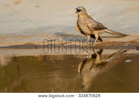 Jungle Babbler Or Turdoides Striata Or Large Grey Babbler Also Called As Seven Sisters Bird With Ref