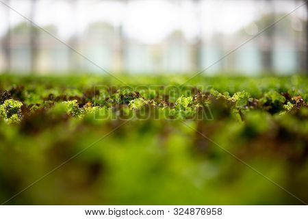 Greenhouse With Modern Technology For Growing Ogranic Green Salad