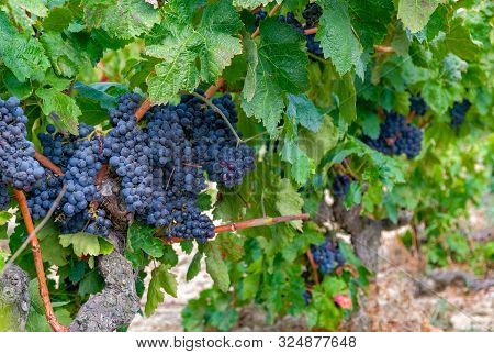A Beautiful Bouquet Of Ripe Blue Wine Grapes On The Vine On Green Leaves Background. Plantation Of V