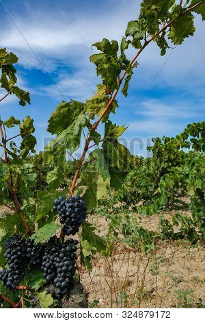 Berries And Leaves Of Grape-vine. Beautiful Bunch Of Ripe Red Wine Grapes On A Vine On A Blue Sky Ba