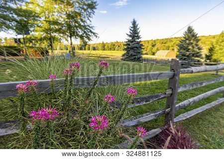 Late Summer Flowers And Wooden Fence In Rural Bethel New York.