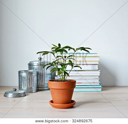 Schefflera Green House Plant In Terracotta Pot, Metal Jars And Stack Of Books On Wooden Desk