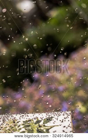 A Swarm Of Flying Ants Gather On A Floral Plant