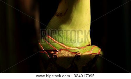 Galanga Or Alpinia Galanga, Greater Galangal, False Galangal Black Background. It Is Popular For Hea