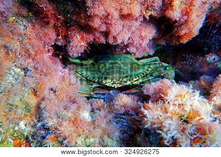 The Mediterranean Blue Crab - (callinectes Sapidus)