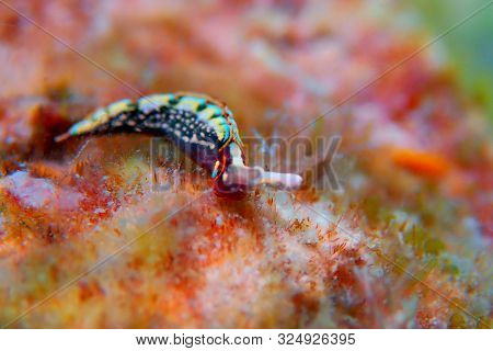 Thuridilla Hopei - Sacoglossan Sea Slug, Underwater Shoot In The Mediterranean Sea