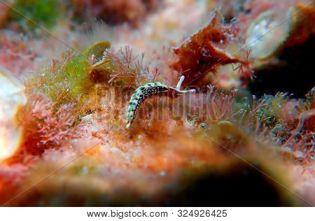 Thuridilla Hopei - Sacoglossan Sea Slug, Underwater Shoot In The Mediterranean Sea